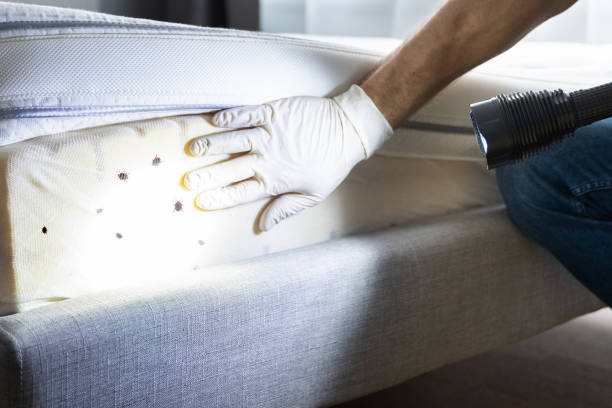Best Affordable Pest Control Services  in Benton, IL