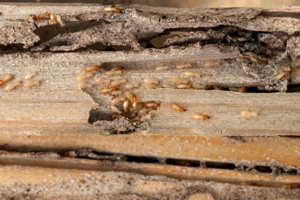 Best Pest Control Treatment  in Benton, IL