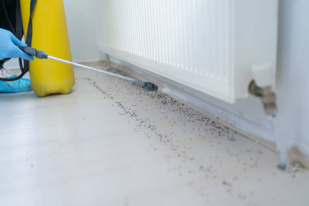 Best Termite Control Services  in Benton, IL